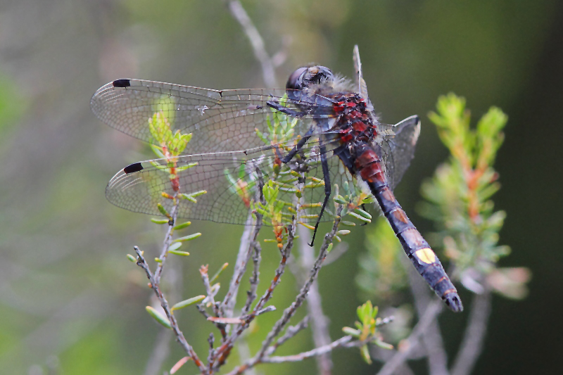 IMG_1576 Leucorrhinia pectoralis.JPG